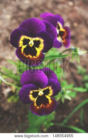 Purple pancy flowers growing in a summer garden
