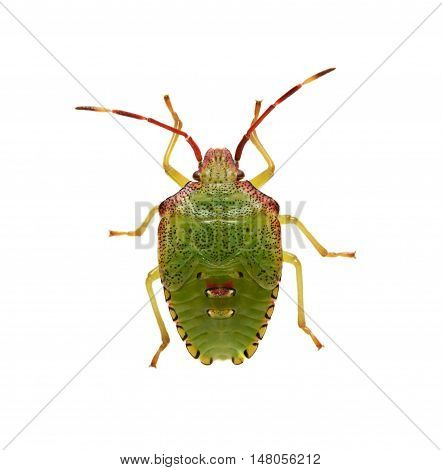 Bug Acanthosoma haemorrhoidale isolated on white background
