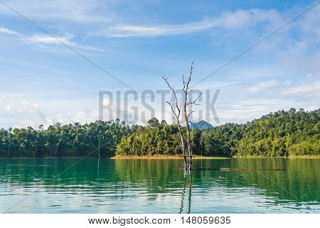 Dead tree in water with beauriful view of Ratchaprapha dam Surat Thani Thailand.