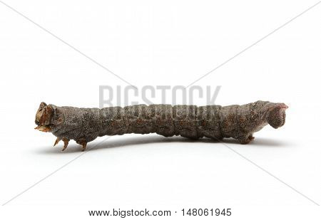 Adult geometridae isolated on the white background.