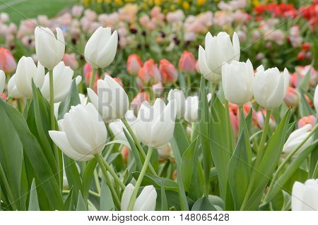 Colorful Tulips. Tulips In Spring,colourful Tulip.