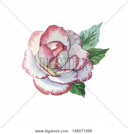 Wildflower rose flower tattoo in a watercolor style isolated. Full name of the herb: rose, platyrhodon, rosa. Aquarelle flower could be used for background, texture, pattern, frame or border.