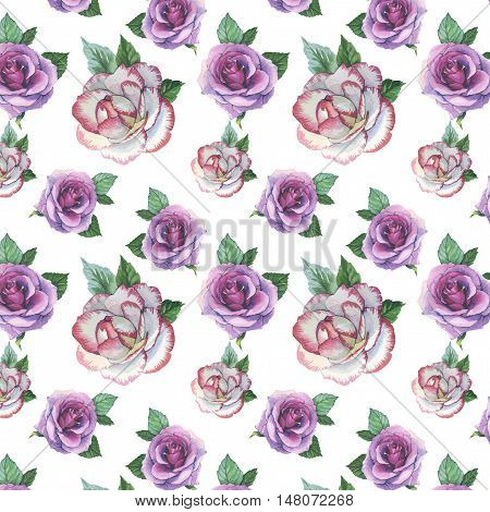 Wildflower rose flower pattern in a watercolor style isolated. Full name of the plant: rose, platyrhodon, rosa. Aquarelle flower could be used for background, texture, pattern, frame or border.