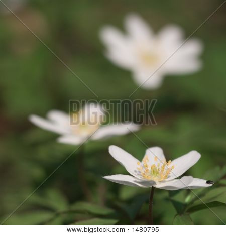 Anemone