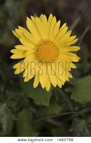 Fiore giallo