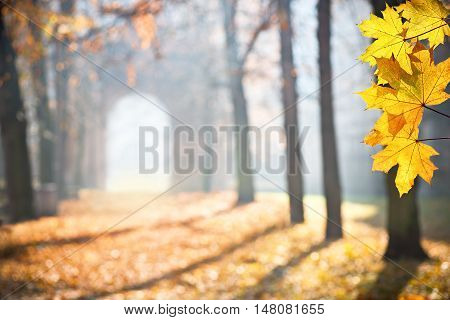 autumn colonade with a gateway and yellow bladesshallow depth of field