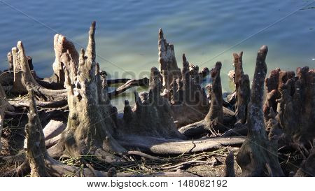 swamp with bald cypress tree stumps peaking out of the water