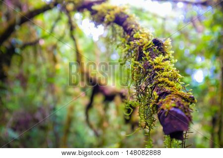 Rainforest Greenery Scene On Chiangdao Mountain