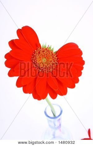 꽃