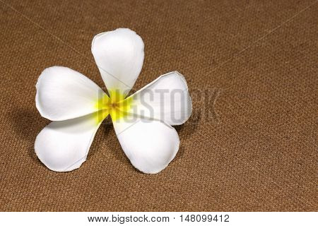 white plumeria frangipani flowers isolated on black background leelawadee flowers on plywood board