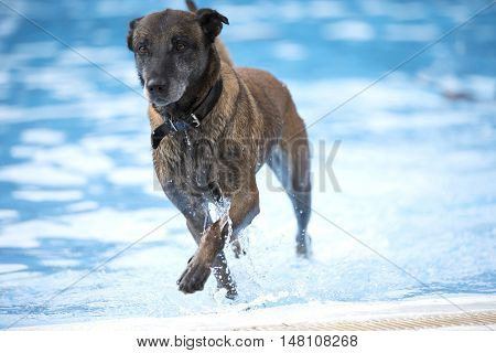 Dogm Belgian Shepherd Malinois coming out of a swimming pool blue water