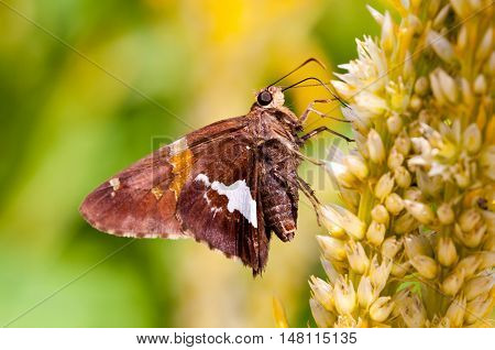 A silver spotted skipper pollinating a flower.