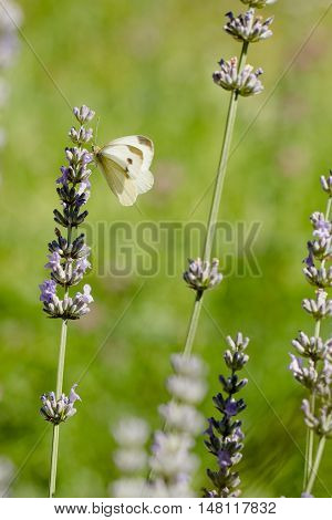 Pieris Brassicae, The Large White, Also Called Cabbage Butterfly