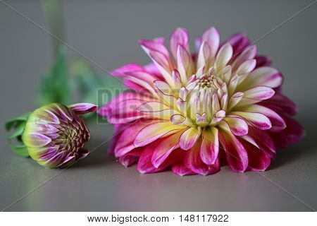 Two pink Dahlia Flowers on a grey background
