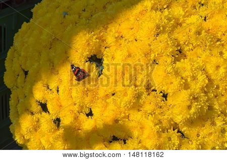 Monarch butterfly sitting on a yellow chrysanthemum bush in the sunlight
