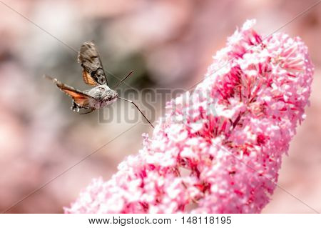 Flying Hummingbird hawk-moth with a pink flower