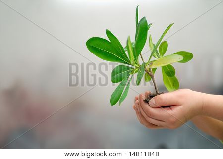 concepto de crecimiento con la pequeña planta en mano