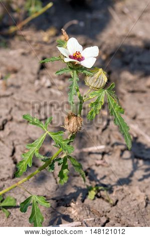 One of the hibiscus trionum (Hibiscus trionum) at the end of the summer weeds.