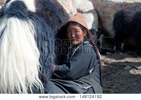 Tibetan Woman With Yak In Ladakh, North India