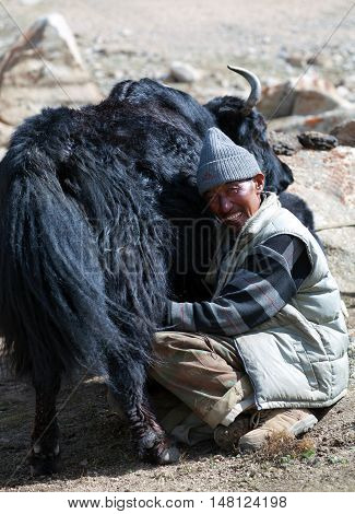 Tibetan Nomad Milking Yak Cow By Hands In Ladakh, India