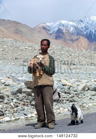 Tibetan Nomad With Goatling In Ladakh, India