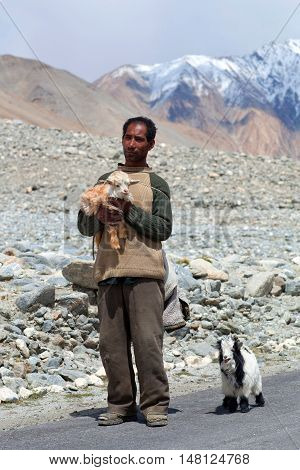 Tibetan Nomad With Goatling In Ladakh, India