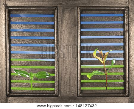 green seedling poke on the ancient wood window with meadow of dream background