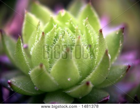 Houseleek
