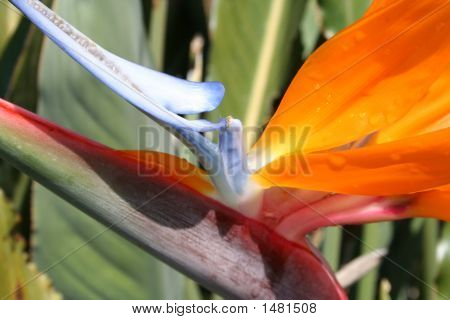 Bird Of Paradise Close Up