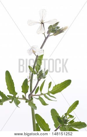 angula rocket flower and leaves on white