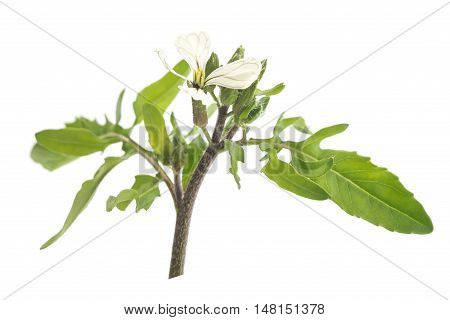 angula rocket flower and leaves on white
