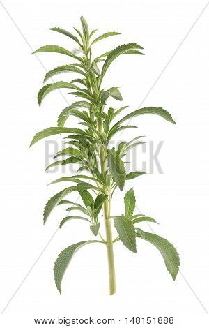 stevia rebaubena substitute of suggar on white