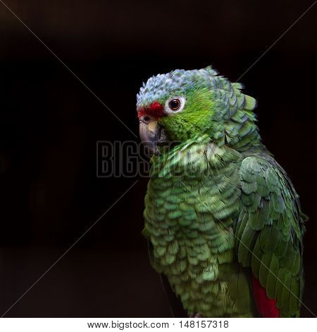Crimson Fronted Parakeet - Psittacara Finschi