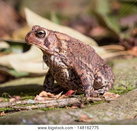 Side view of an American Toad (Anaxyrus americanus)