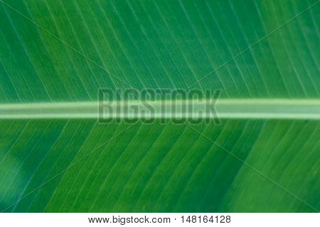 Banana Leaf Pattern Detail Background Texture Nature