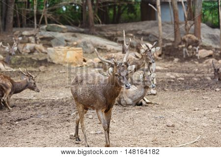 Deer Standing Closeup Detail Animal Background Art