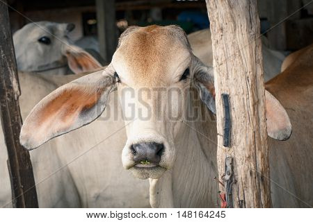 Cow In Stall Closeup Detail Animal Art
