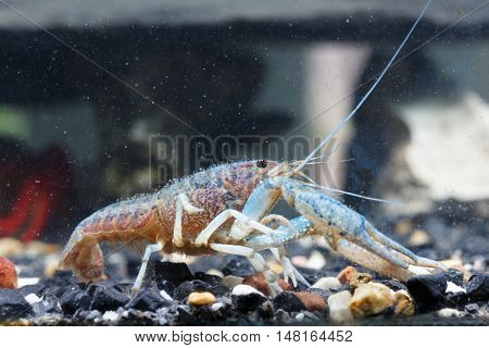Shrimp In The Water Closeup Detail Animal