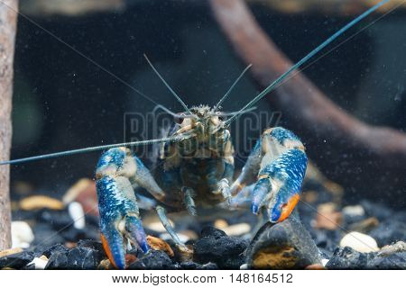 Shrimp in the water detail closeup animal