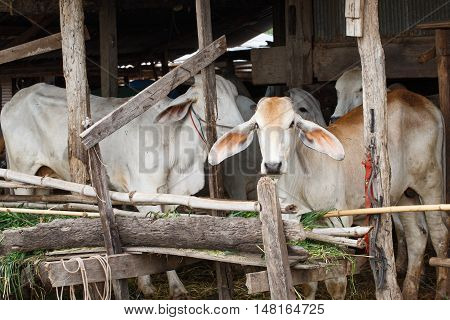 Cow In Stall Closeup Detail Animal Pet