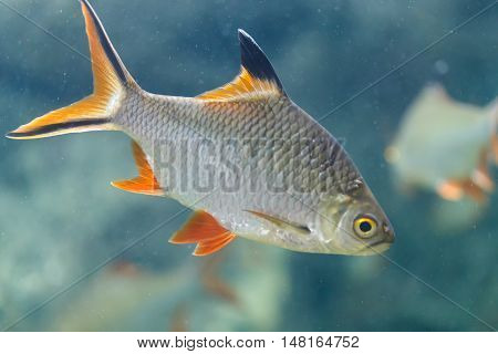 carp closeup detail pet animal art background