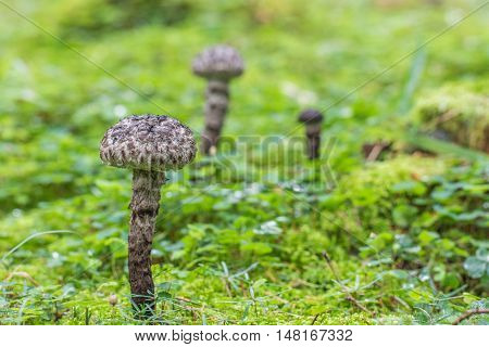 Youngs Strobilomyces Strobilaceus (strobilomyces Floccopus) Fungus In Green Moss
