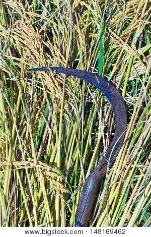 Rice sickle tool object closeup detail art