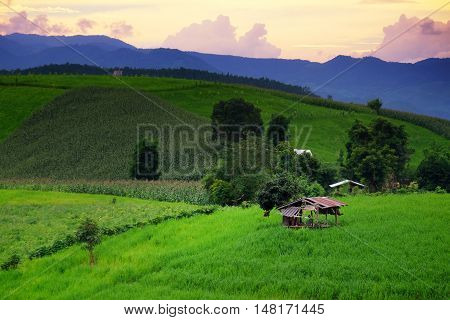Terraced Rice Field in Pa Pong Pieng , Mae Chaem, Chiang Mai, Thailand.