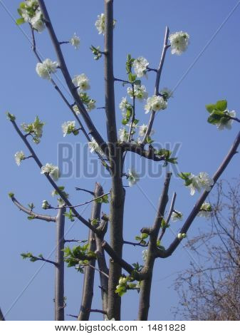 Apple Blossom