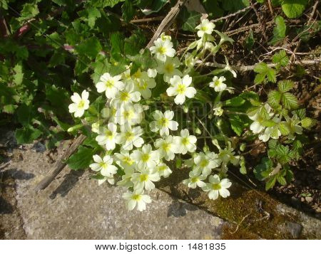 Primrose