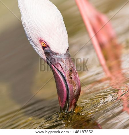 Pink flamingo is drinking Africa - Selective focus