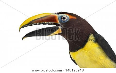 Close-up of a Green aracari opening his beak, Pterogossus Viridis isolated on white 