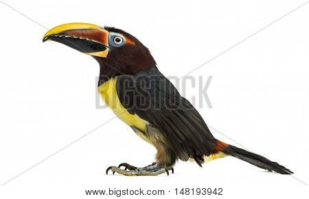 Side view of a Green aracari, Pterogossus Viridis looking up isolated on white 