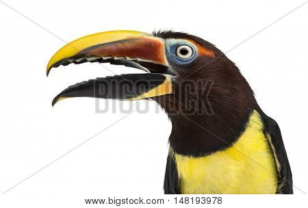 Close-up of a Green aracari opening his beak, Pterogossus Viridis isolated on white 